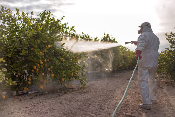 Best Pest Control Near Me  in Mount Washington, KY