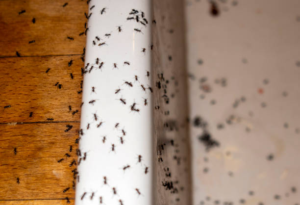 Wasp Removal Services in Mount Washington, KY