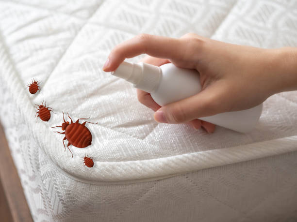 Best Pest Prevention Services  in Mount Washington, KY