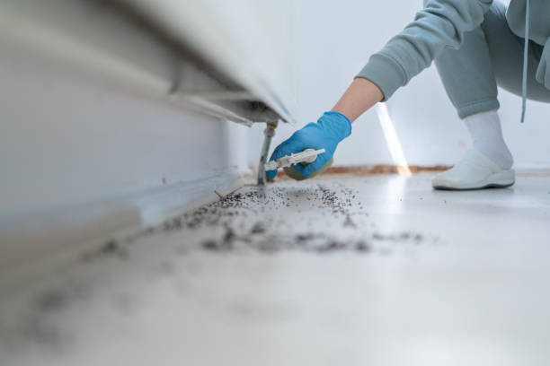 Best Affordable Pest Control Services  in Mount Washington, KY